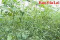 Pleiku xây dựng nền nông nghiệp xanh, sạch và bền vững