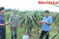 Nông dân Gia Lai thi đua đổi mới sáng tạo