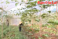Trợ lực cho hợp tác xã vùng đồng bào dân tộc thiểu số phát triển 