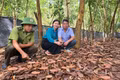 Gia Lai định hướng phát triển khoảng 31.000 ha cây dược liệu dưới tán rừng