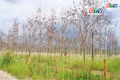 Toàn cảnh Gia Lai 24h: Chủ tịch UBND tỉnh yêu cầu đẩy nhanh chuyển đổi diện tích cao su chết, kém phát triển