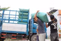 Thời tiết âm u, có mưa rào khiến việc phơi lúa sau thu hoạch gặp nhiều khó khăn.