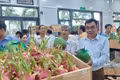 Gia Lai đẩy nhanh cấp mã số vùng trồng, cơ sở đóng gói