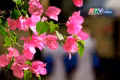 Mùa hoa “thức giấc” trên phố núi Pleiku