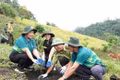 Chung tay phục hồi 10,6 ha rừng tự nhiên tại xã Krong