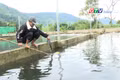 Triển vọng nuôi cá tầm tại “ốc đảo” Kon Pne