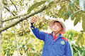 Minh bạch “lý lịch” để sầu riêng vươn xa