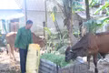 Các mô hình sản xuất hiệu quả được triển khai tại xã An Lão đã tạo ra động lực giúp đồng bào dân tộc thiểu số vươn lên thoát nghèo bền vững.