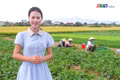 Làng rau Thuận Nghĩa: Màu xanh giữa miền quê đất võ