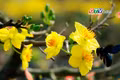 Rực rỡ sắc màu chợ hoa Xuân