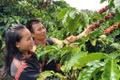 Nông nghiệp công nghệ cao dưới chân núi Ia Phí