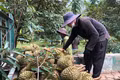Sầu riêng qua cơn sốt giá