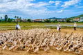 Ruổi rong đời chăn vịt