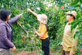 Toàn cảnh Gia Lai 24h: Thận trọng khi mở rộng diện tích chanh dây tại Gia Lai