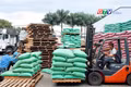 Điểm tin trưa: Gia Lai có 2 doanh nghiệp trong top xuất khẩu cà phê hàng đầu