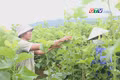 Hiệu quả mô hình trồng dâu nuôi tằm trên vùng đất An Hòa
