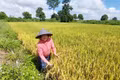 Kỳ vọng giống lúa mới chất lượng cao