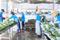 Doanh nghiệp xuất khẩu nông sản tích cực tìm kiếm thị trường mới