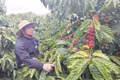 Tạo “đòn bẩy” để hợp tác xã nông nghiệp phát triển