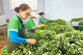 Sản xuất nông nghiệp sạch: Nhiều khó khăn, thách thức