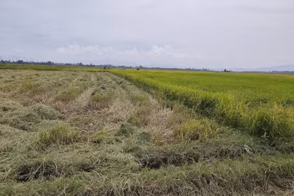 Công an xã Ia Pa xác minh vụ “gặt nhầm” ruộng lúa 