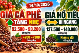 Giá cà phê, hồ tiêu hôm nay 14/10: Cà phê tăng nhẹ, hồ tiêu giữ giá