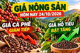 Giá nông sản hôm nay 24/10: Cà phê giảm tiếp, hồ tiêu bật tăng