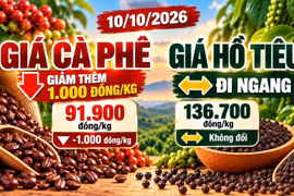 Giá cà phê, hồ tiêu hôm nay 10/10: Cà phê giảm sâu, hồ tiêu đi ngang