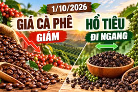 Giá cà phê, hồ tiêu hôm nay 1/10: Cà phê giảm, hồ tiêu đứng giá