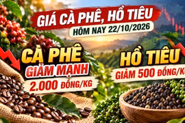 Giá nông sản hôm nay 22/10: Cà phê, hồ tiêu đồng loạt giảm