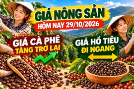 Giá nông sản hôm nay 29/10: Cà phê tăng trở lại sau chuỗi giảm sâu