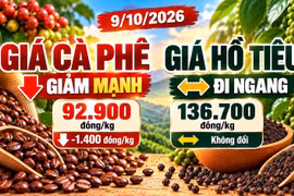 Giá cà phê, hồ tiêu hôm nay 9/10: Cà phê giảm sâu, hồ tiêu đi ngang