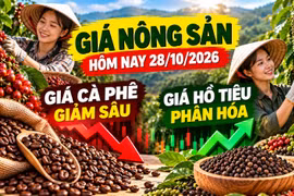 Giá nông sản hôm nay 28/10: Cà phê giảm tiếp, hồ tiêu giữ giá