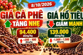 Giá cà phê, hồ tiêu hôm nay 8/10: Cà phê tăng, hồ tiêu đồng loạt giảm