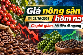 Giá nông sản hôm nay 23/10: Cà phê giảm tiếp, hồ tiêu giữ giá
