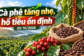 Giá cà phê, hồ tiêu hôm nay 20/10/2026: Cà phê tăng nhẹ, thế giới khởi sắc