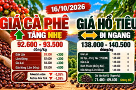 Giá cà phê, hồ tiêu hôm nay 16/10: Cà phê khởi sắc, hồ tiêu đi ngang