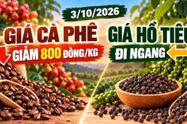 Giá cà phê, hồ tiêu hôm nay 3/10: Cà phê giảm mạnh, hồ tiêu đi ngang