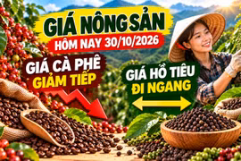 Giá nông sản hôm nay 30/10: Cà phê chịu sức ép, hồ tiêu giữ nền giá cao