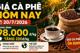 Giá cà phê hôm nay 20/7: Trong nước tăng, thế giới đứng giá