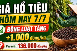 Giá hồ tiêu hôm nay 7/7: Đồng loạt tăng 1.000 đồng/kg