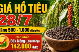 Giá hồ tiêu hôm nay 28/7: Tất cả vùng trọng điểm cùng tăng