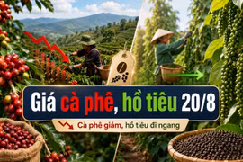 Hôm nay 20/8: Giá cà phê giảm, giá tiêu đi ngang