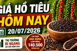Giá tiêu hôm nay 20/7: Trong nước và thế giới đứng yên