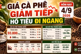 Giá cà phê, hồ tiêu hôm nay 4/9: Cà phê giảm, giá tiêu đi ngang
