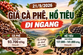 Giá cà phê hôm nay 21/9 giữ mức 93.700 đồng/kg