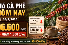 Hôm nay 30/7: Giá cà phê trong nước và thế giới cùng lao dốc