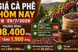 Giá cà phê hôm nay 29/7: Tăng gần 2.000 đồng/kg, áp sát mốc 100.000
