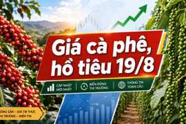 Giá cà phê, hồ tiêu hôm nay 19/8: Cà phê tăng 1.500 đồng/kg
