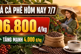 Giá cà phê hôm nay 7/7 tăng sốc 4.000 đồng/kg